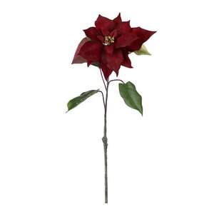 Mr Plant Julstjärna 50 cm burgundy