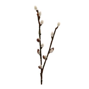 Mr Plant Videkvist 36 cm grön