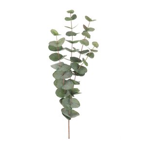 Mr Plant Eucalyptus 60 cm grön