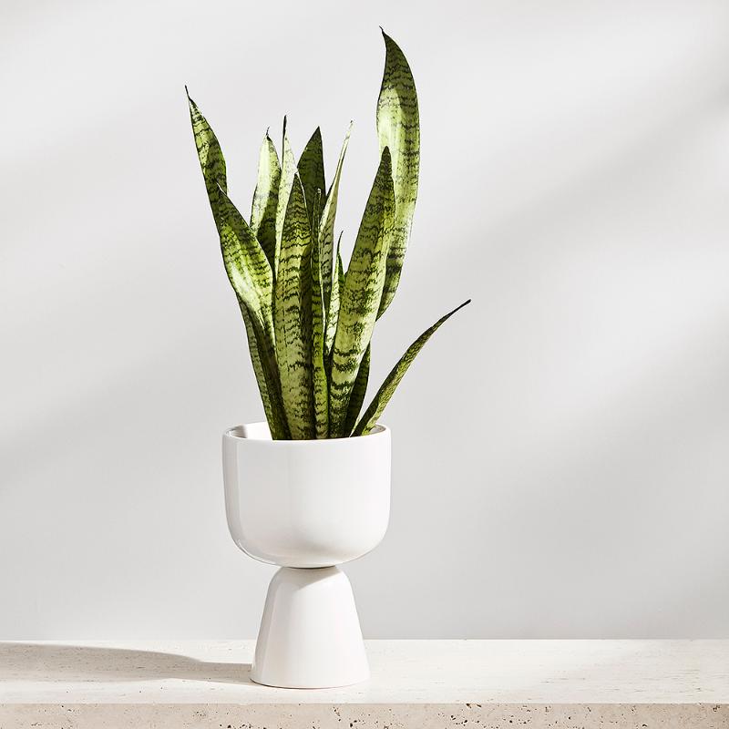 iittala Nappula Kruka 23 cm Vit