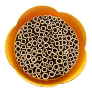 Point Virgule Bihotell 20 cm gul