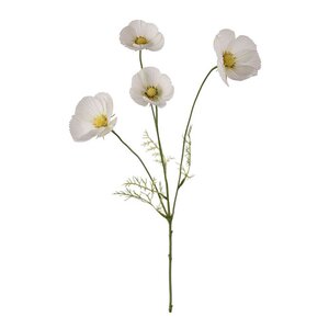 Mr Plant Cosmos 60 cm vit